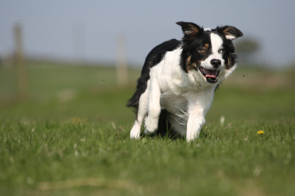 Border Collie Club of Great Britain