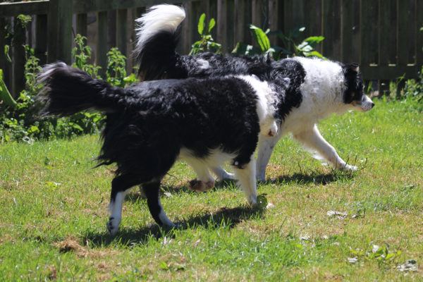 Border Collie Club of Great Britain