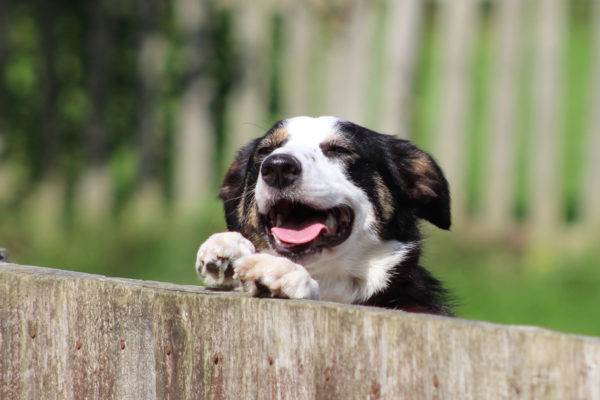 Pet Dog Training & Behaviour