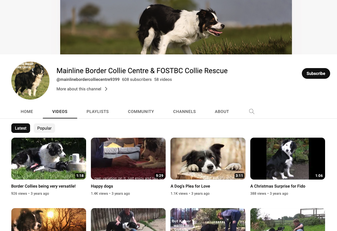 how to educate a border collie – OnlyFresh UK