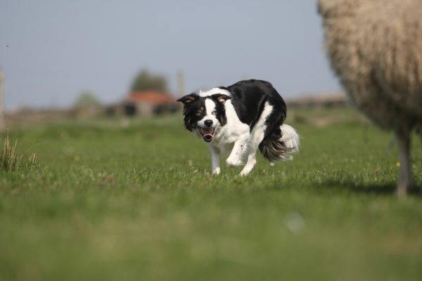 Sheepdog Training & Handling