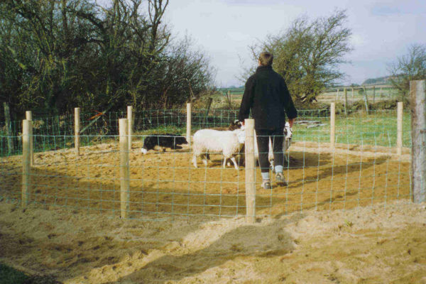how to educate a border collie – OnlyFresh UK