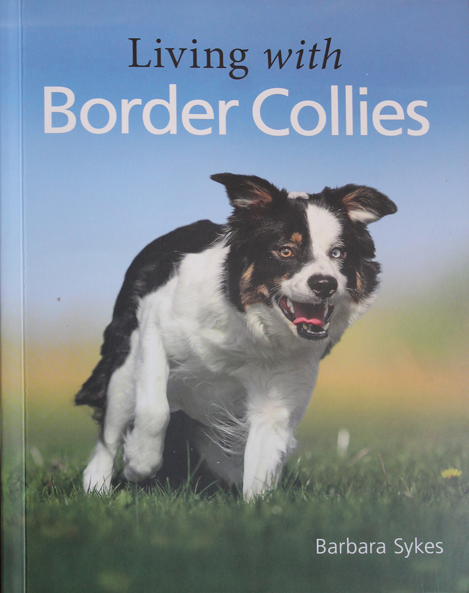 Living with Border Collies